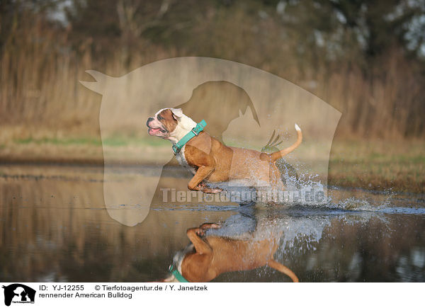 rennender American Bulldog / YJ-12255