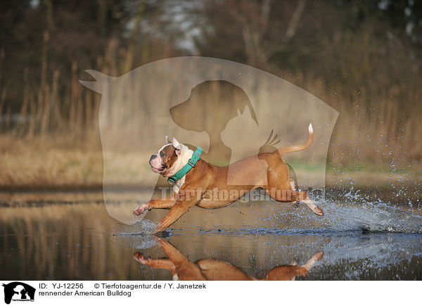rennender American Bulldog / YJ-12256