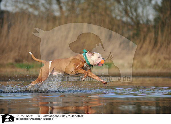 spielender American Bulldog / YJ-12261