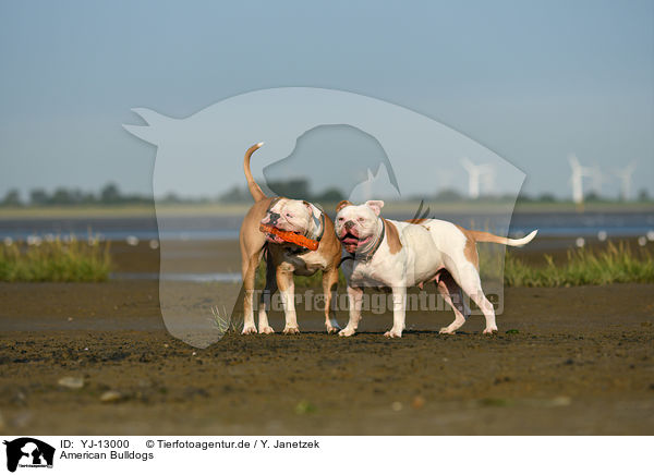 American Bulldogs / YJ-13000