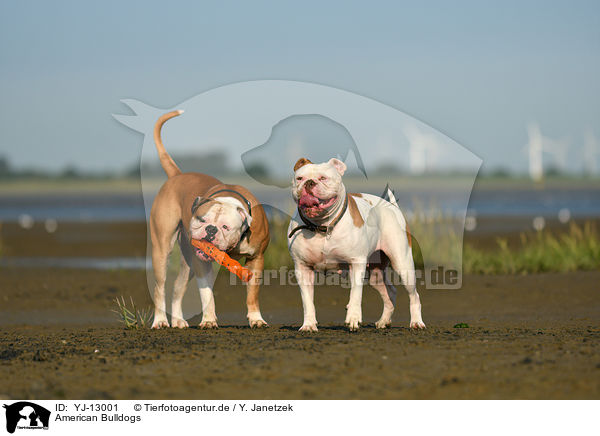 American Bulldogs / YJ-13001