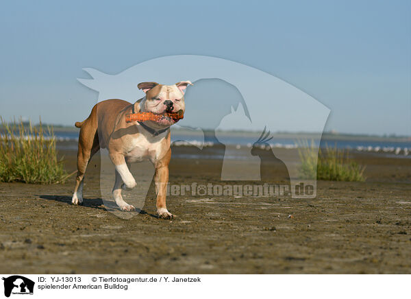 spielender American Bulldog / YJ-13013