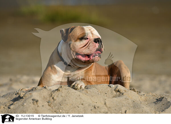 liegender American Bulldog / YJ-13015
