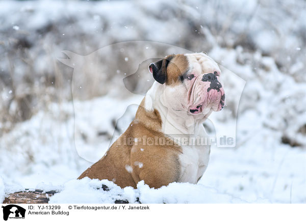 American Bulldog / YJ-13299