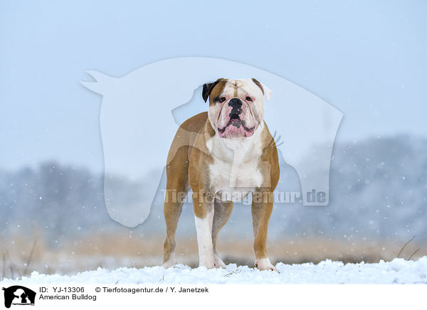 American Bulldog / YJ-13306