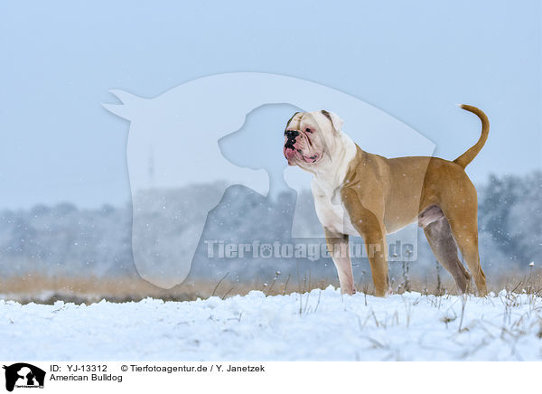 American Bulldog / YJ-13312