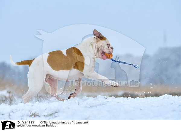 spielender American Bulldog / YJ-13331