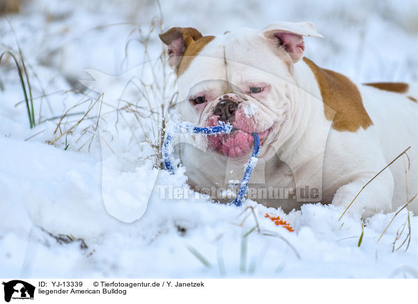 liegender American Bulldog / YJ-13339