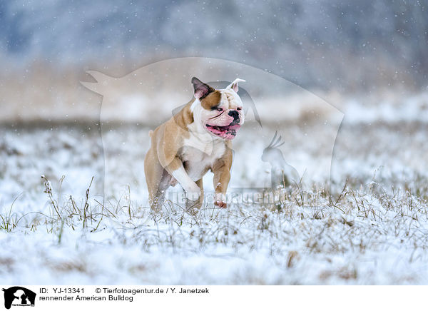 rennender American Bulldog / YJ-13341