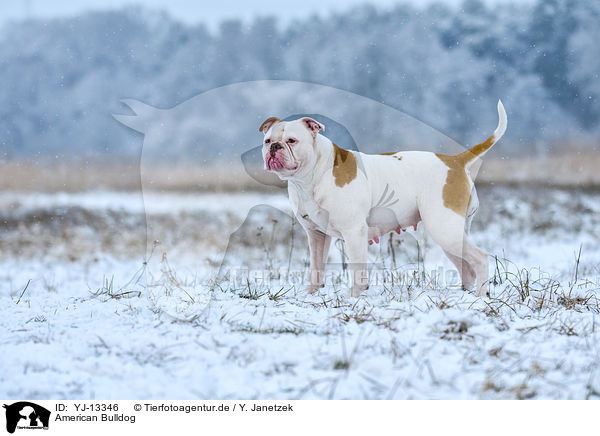 American Bulldog / YJ-13346