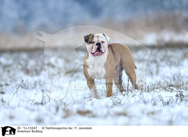 American Bulldog / YJ-13347