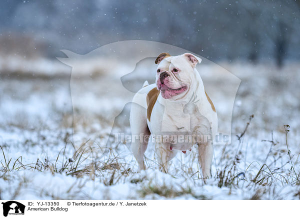 American Bulldog / YJ-13350