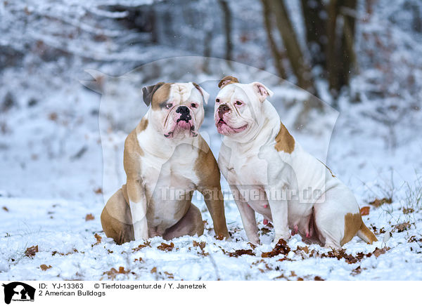 2 American Bulldogs / YJ-13363