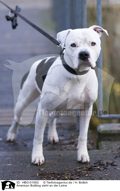 American Bulldog zieht an der Leine / pulling American Bulldog / HBO-01682