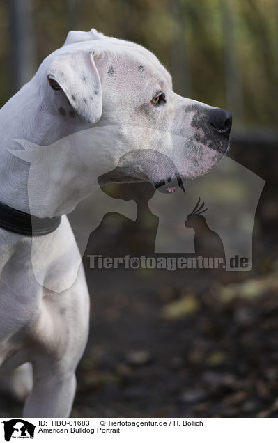 American Bulldog Portrait / American Bulldog Portrait / HBO-01683