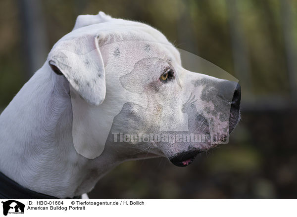 American Bulldog Portrait / American Bulldog Portrait / HBO-01684