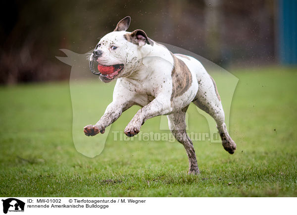 rennende Amerikanische Bulldogge / running American Bulldog / MW-01002