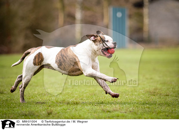 rennende Amerikanische Bulldogge / MW-01004