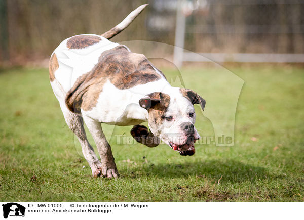 rennende Amerikanische Bulldogge / running American Bulldog / MW-01005