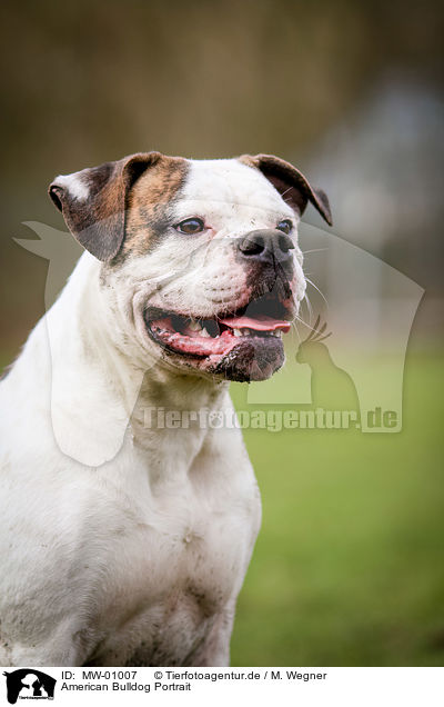 American Bulldog Portrait / MW-01007