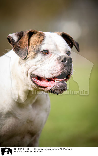 American Bulldog Portrait / MW-01008