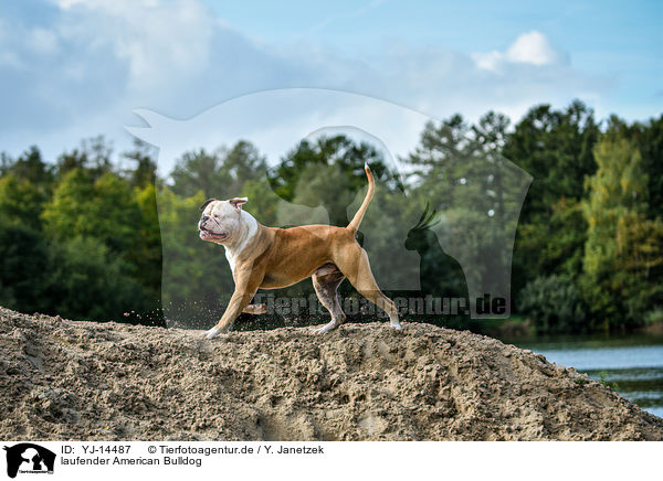 laufender American Bulldog / YJ-14487