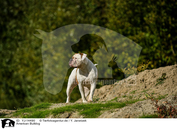 American Bulldog / YJ-14490