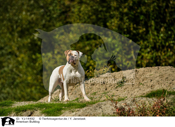 American Bulldog / YJ-14492