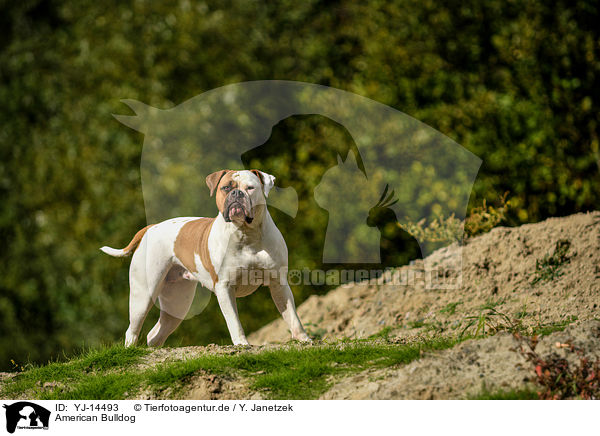 American Bulldog / YJ-14493