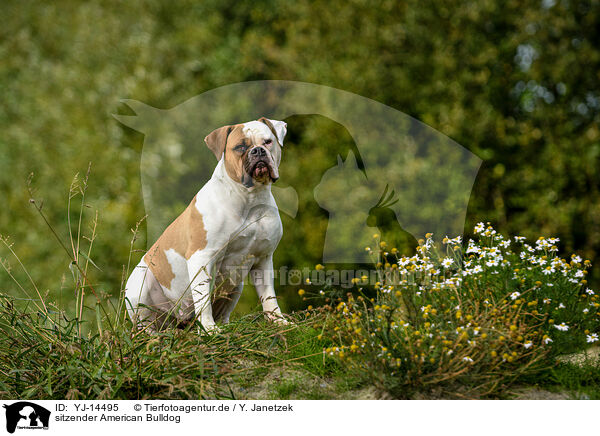 sitzender American Bulldog / YJ-14495