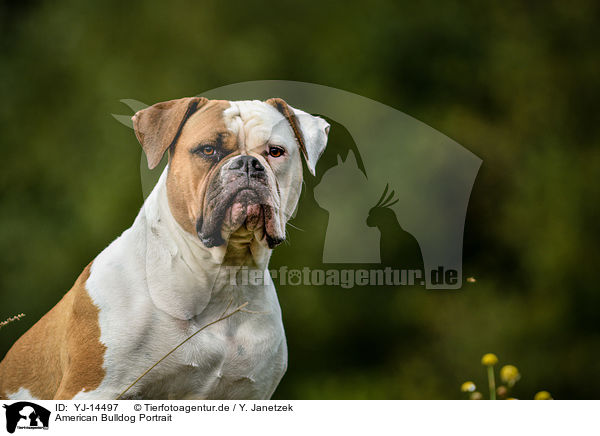 American Bulldog Portrait / YJ-14497