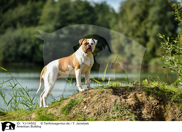 American Bulldog / YJ-14502