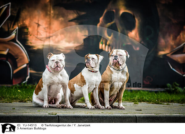 3 American Bulldogs / YJ-14513