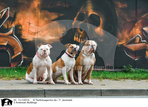 3 American Bulldogs / YJ-14514