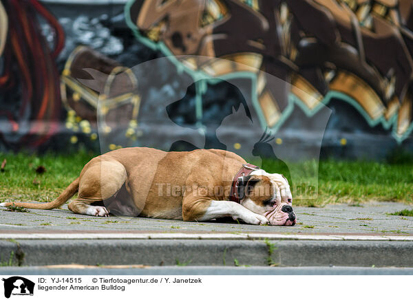 liegender American Bulldog / YJ-14515