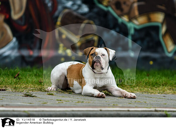 liegender American Bulldog / YJ-14518
