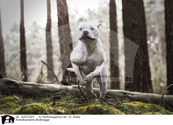Amerikanische Bulldogge / SZ-01021
