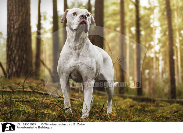 Amerikanische Bulldogge / SZ-01024