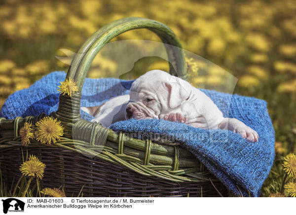 Amerikanischer Bulldogge Welpe im K�rbchen / MAB-01603