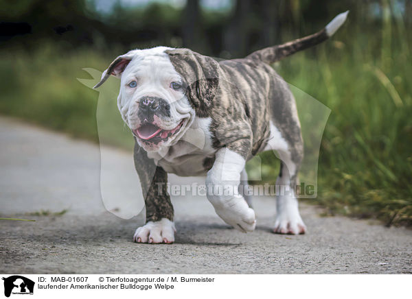 laufender Amerikanischer Bulldogge Welpe / MAB-01607