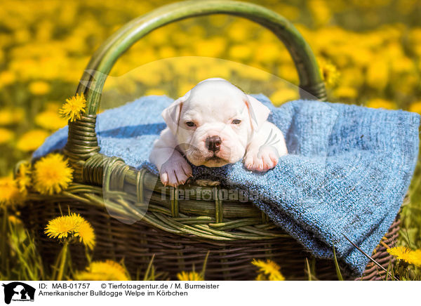 Amerikanischer Bulldogge Welpe im K�rbchen / MAB-01757