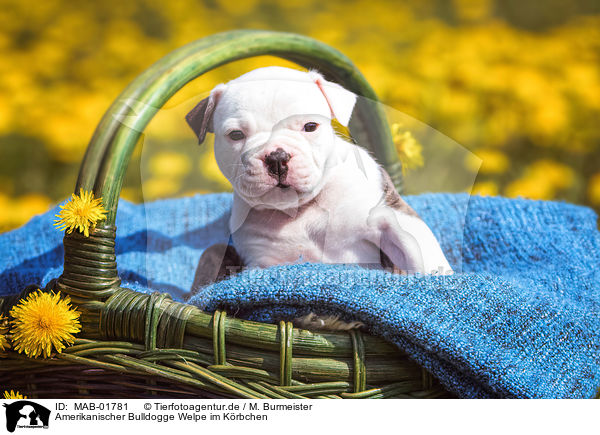 Amerikanischer Bulldogge Welpe im Krbchen / MAB-01781
