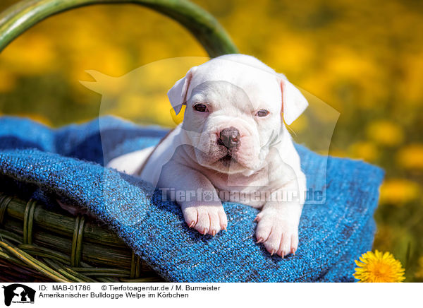 Amerikanischer Bulldogge Welpe im K�rbchen / MAB-01786