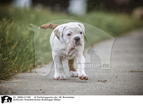 laufender Amerikanischer Bulldogge Welpe / MAB-01789