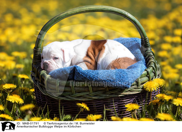 Amerikanischer Bulldogge Welpe im Krbchen / American Bulldog Puppy in a basket / MAB-01791
