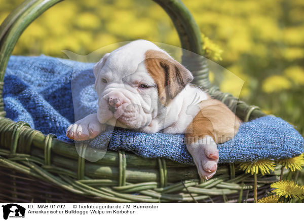 Amerikanischer Bulldogge Welpe im Krbchen / MAB-01792