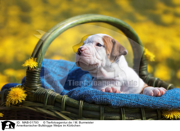 Amerikanischer Bulldogge Welpe im Krbchen / MAB-01793