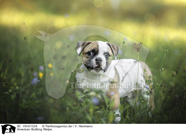 American Bulldog Welpe / VH-01334