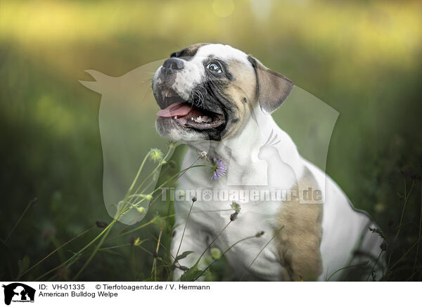 American Bulldog Welpe / VH-01335
