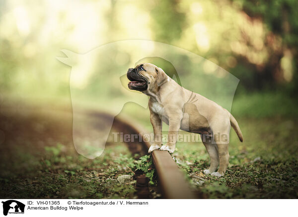American Bulldog Welpe / VH-01365